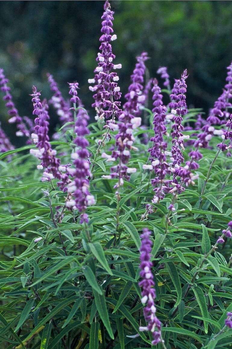 Prolongan su floración aportando color a los canteros