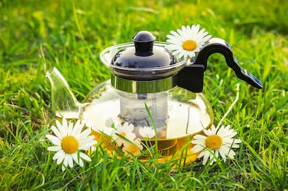 Propiedades de una doble floración: manzanilla y anís