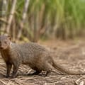 Llevó mangostas para acabar con las ratas de los cañaverales: 150 años después, se encontraron la sorpresa de su vida