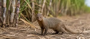 Llevó mangostas para acabar con las ratas de los cañaverales: 150 años después, se encontraron la sorpresa de su vida