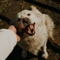 Presentan un proyecto para sancionar el abandono y maltrato a mascotas en la Provincia