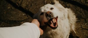 Presentan un proyecto para sancionar el abandono y maltrato a mascotas en la Provincia
