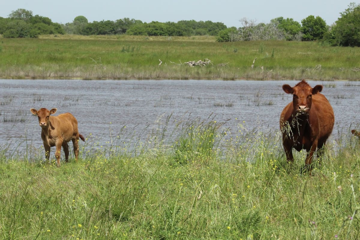 Proponen vincular el mercado de capitales con la economía real mediante herramientas que brinden seguridad al inversor además de una renta atada al precio del kilo de carne