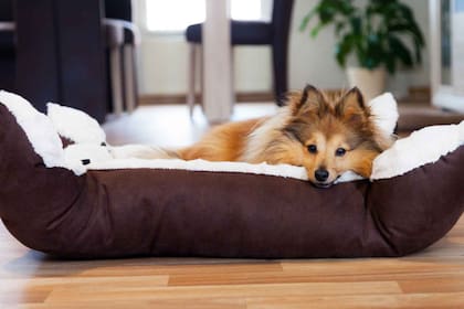 Proporcioná a tu perro un refugio limpio y cómodo con nuestra guía completa para mantener impecable su cama