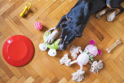 Proporcionar al perro juguetes diseñados específicamente para morder es la solución más efectiva