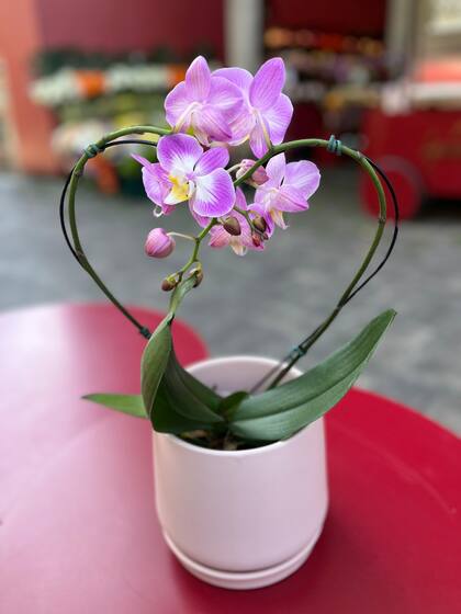 Propuesta de San Valentín de Nequifloreale