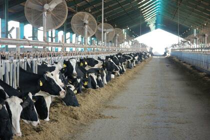 Proteína animal con maíz