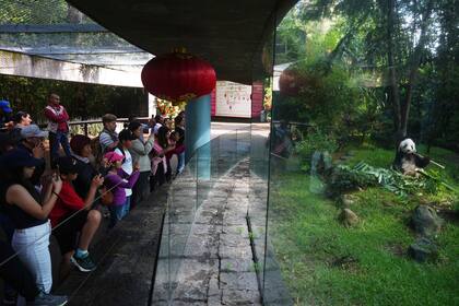 Protestas en Perú, la pose de un aficionado al fútbol y más fotos de la semana en América Latina