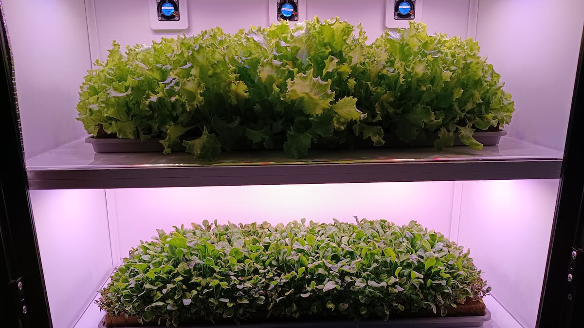 Inspirados en la Antártida, crearon un revolucionario “electrodoméstico” para producir hortalizas en el hogar