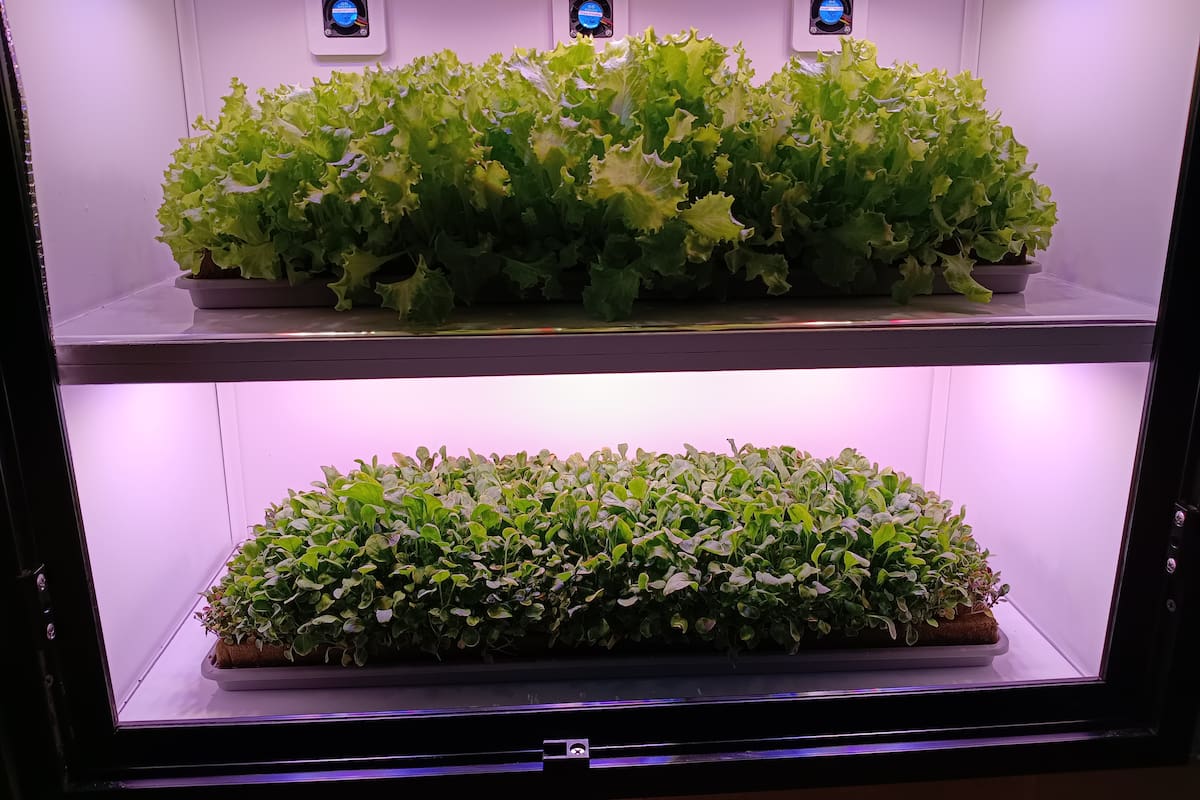 Prototipo de módulo hidropónico para producir hortalizas en el hogar