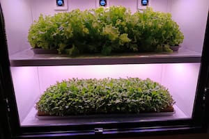 Inspirados en la Antártida, crearon un revolucionario “electrodoméstico” para producir hortalizas en el hogar
