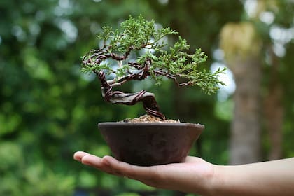 Proust, que sufría de asma y no podía disfrutar del aire libre que tanto amaba, terminó teniendo su propio jardín en flor: tenía en su habitación tres bonsáis