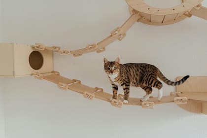 Proveerle de juegos de destreza a tu gato, mejorará su manera de aprender nuevas habilidades y hacer ejercicio