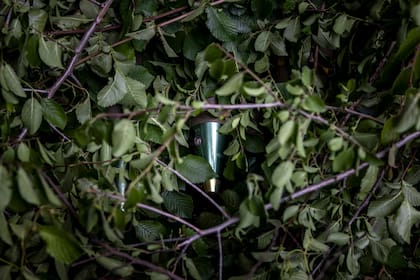Proyectiles de 155 mm para un obús M777 yacen ocultos en el suelo cerca de una posición de disparo