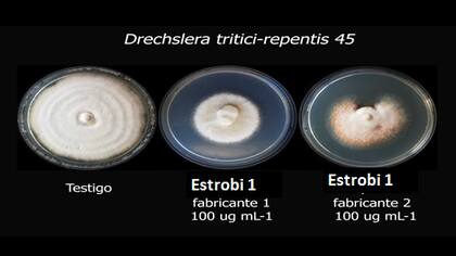 Pruebas de sensibilidad a moléculas QoI (estrobilurina) en aislado proveniente de Chivilcoy. Se ve observa el crecimiento del patógeno a pesar de la dosis de 100 ug mL-1. Se utilizaron moléculas provistas por dos fabricantes, arrojando resultados similares