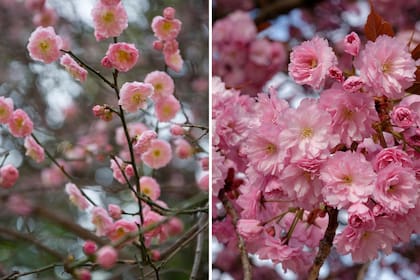 Prunus mume o albaricoque japonés (izquierda) y Prunus serrulata (derecha).