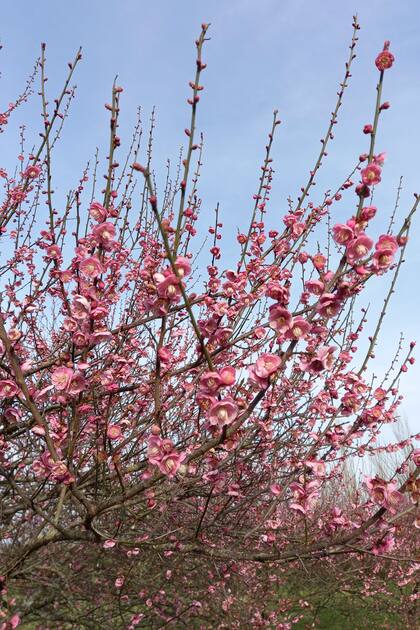 Prunus mume, uno de los árboles más poéticos de la estación