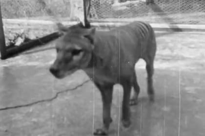Publicaron imágenes inéditas del último tigre de Tasmania en cautiverio en 1935