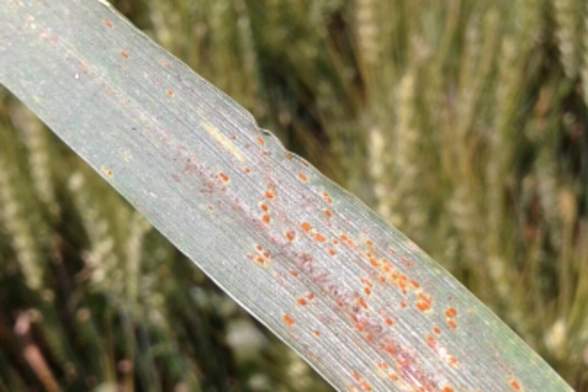 Puccinia striiformis, agente causal de la roya amarilla o estriada