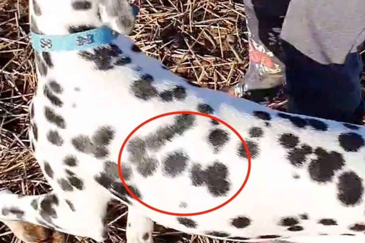 Pudsey se diferenció del resto de su camada porque en sus manchas se puede leer la palabra "LOVE" (amor)