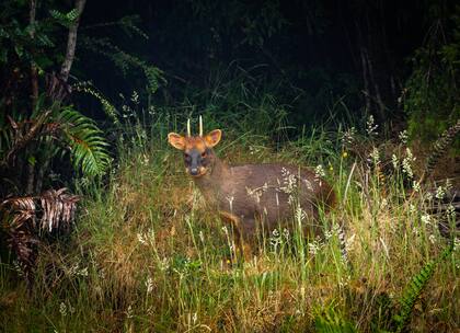 Pudú macho en el Parque Tepuhueico.