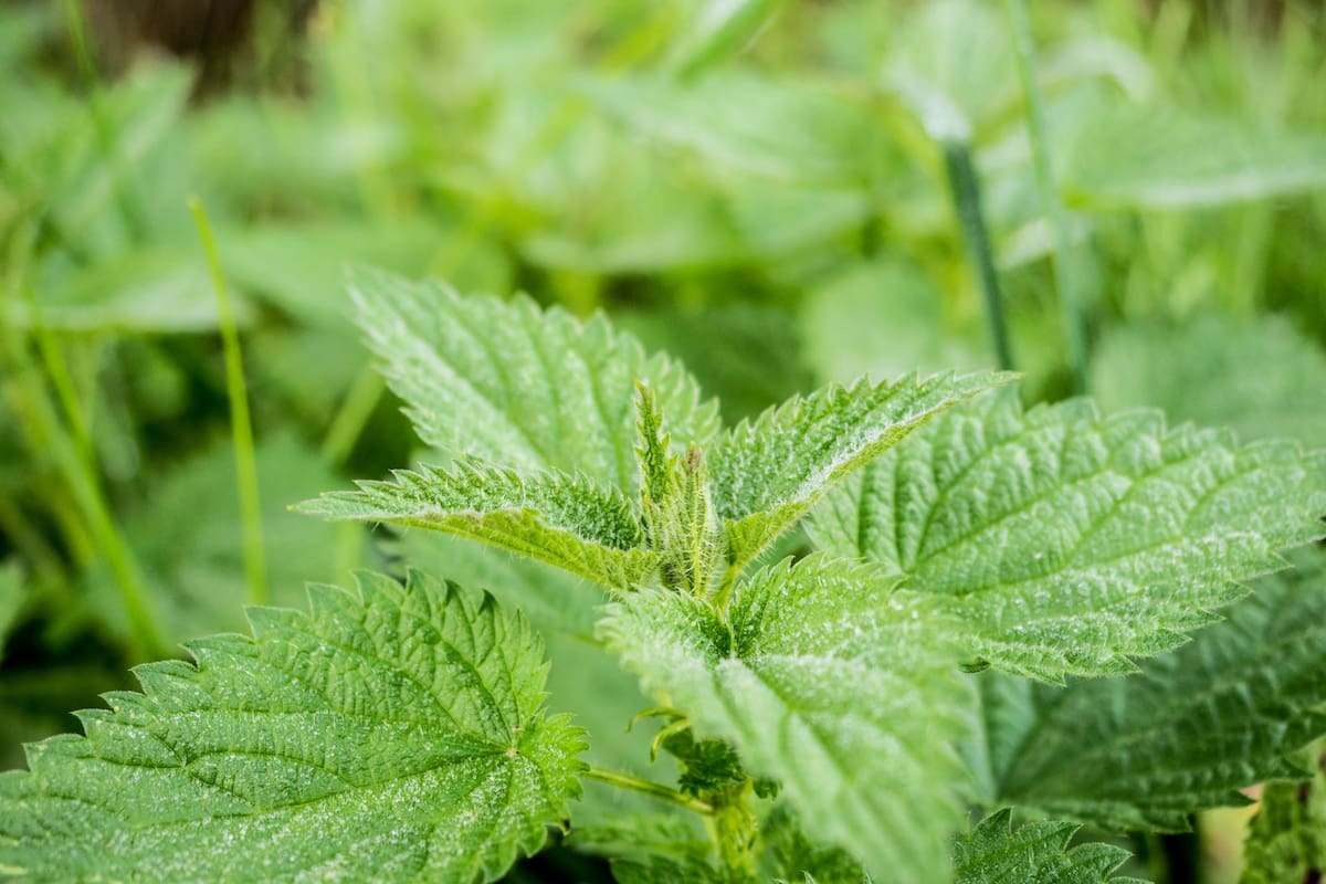 Puede usarse para tratar la anemia y también cuestiones dermatológicas