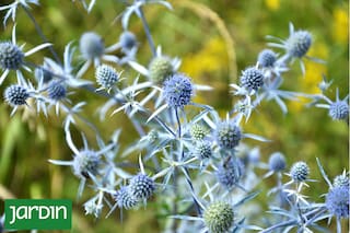 Las curiosas flores que son tendencia entre paisajistas y floristas