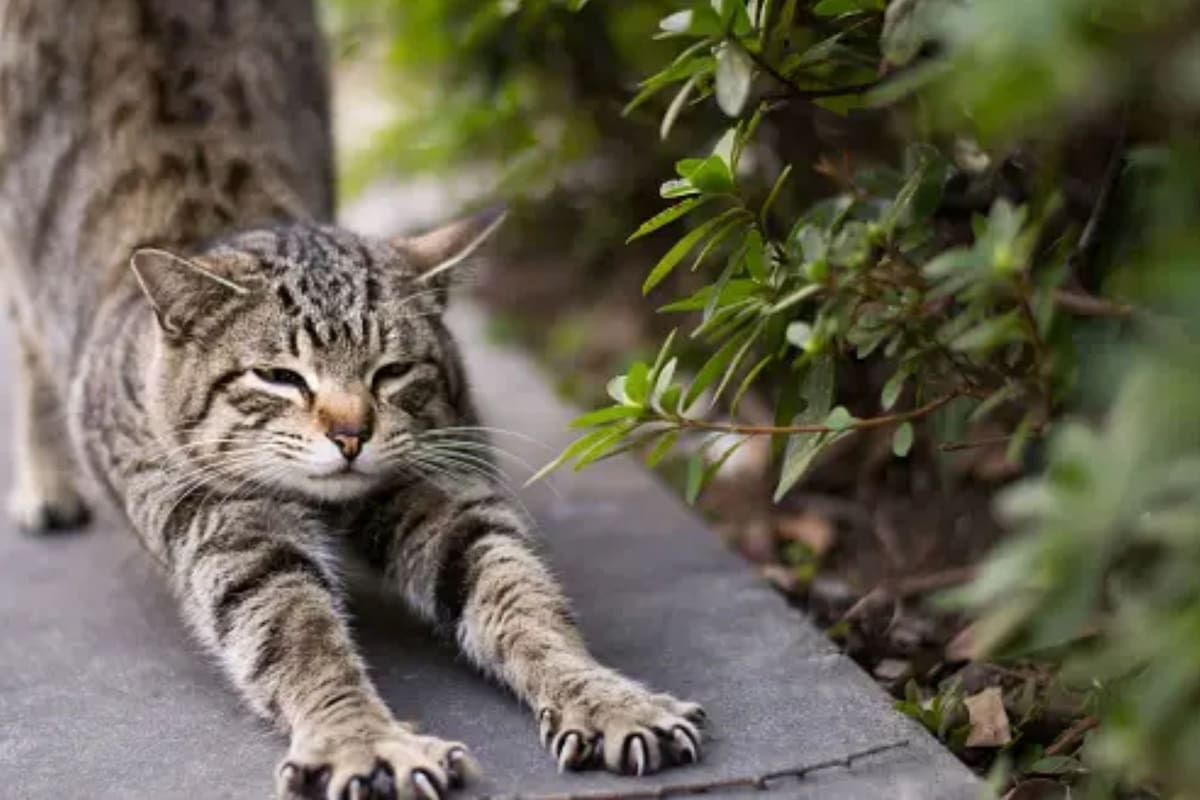 Pueden hacerlo por muchos motivos, desde llamar la atención hasta proporcionarse bienestar