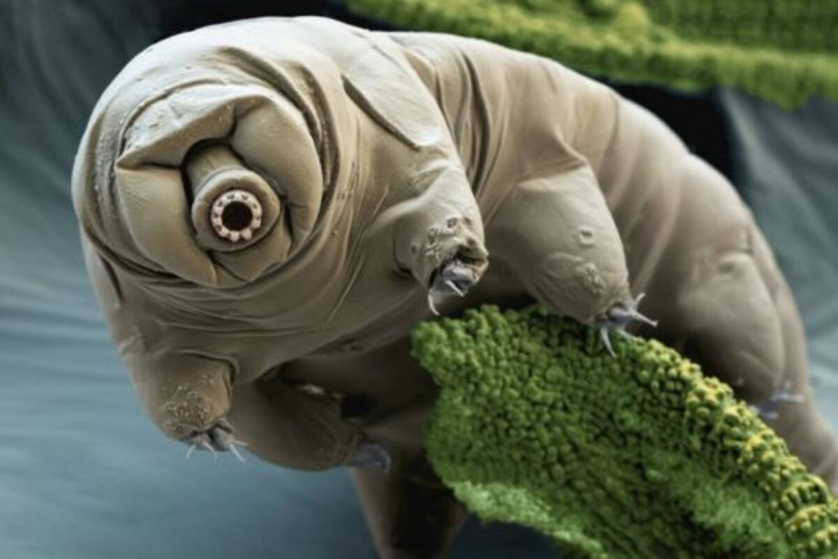 Pueden sobrevivir a altísimas y bajísimas temperaturas, haciéndolos casi indestructibles