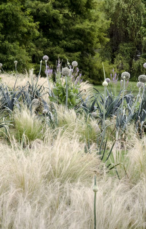 Puerro (Allium porrum), un cultivo resistente al frío que se luce en canteros ornamentales o se aprovecha en la huerta.