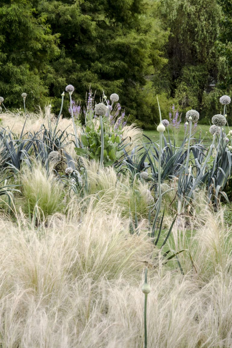 Puerro (Allium porrum), un cultivo resistente al frío que se luce en canteros ornamentales o se aprovecha en la huerta.
