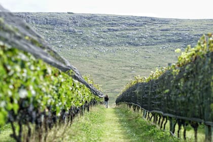 Puerta del Abra es reconocida por la calidad de sus vinos de alta gama