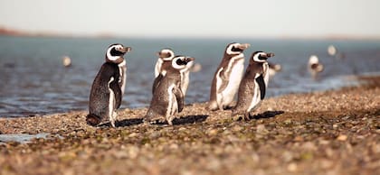 A Puerto Deseado se la conoce como la Galápagos Patagónica, por la diversidad de fauna