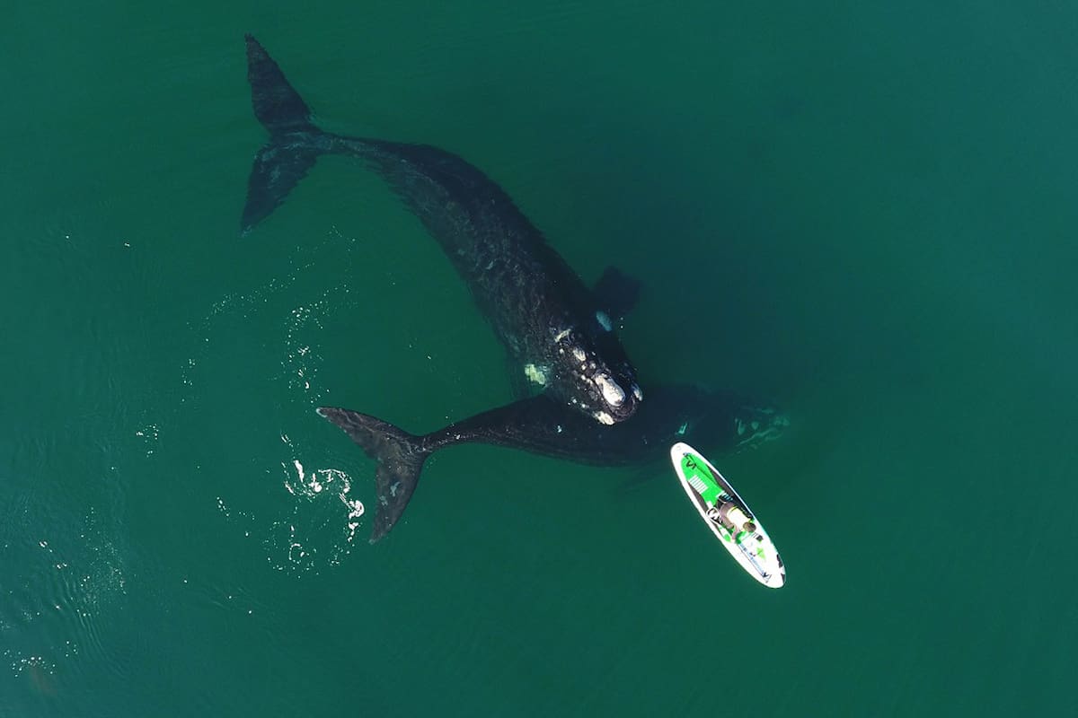 Puerto Madryn: Los paseos en tablas de tablas de surf, junto a ballenas en la costa de Puerto Madryn, son un espectáculo que no se puede dejar de practicar en estos días.