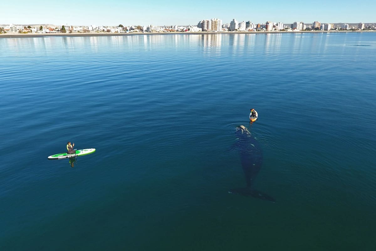 Puerto Madryn vive por estos meses la etapa pico de la temporada de ballenas