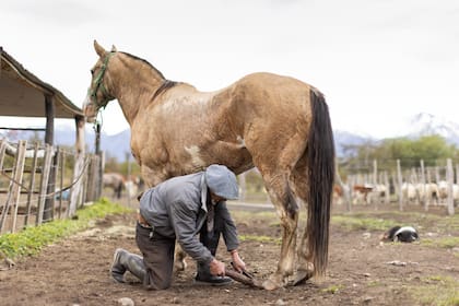 Puesta a punto de los caballos en Nibepo Aike.