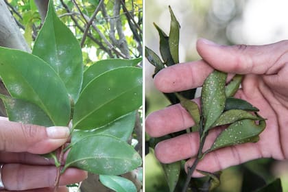 Pulgón y cochinilla, los enemigos de nuestras plantas.