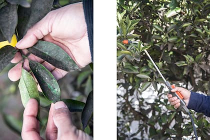 Pulgones, cochinillas y royas predominan en esta época y también aparecen las enfermedades producidas por hongos, por eso es importante realizar tratamientos preventivos.