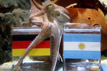 La caída de Argentina ante Alemania fue el fin del cariño nacional por el pulpo Paul
