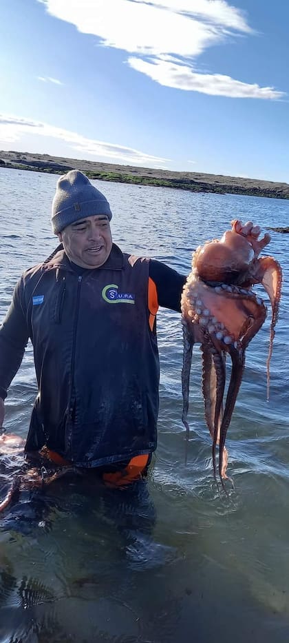 Pulpo colorado de Comodoro Rivadavia