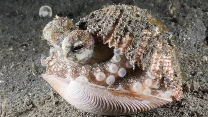 Pulpo escondido en una concha.