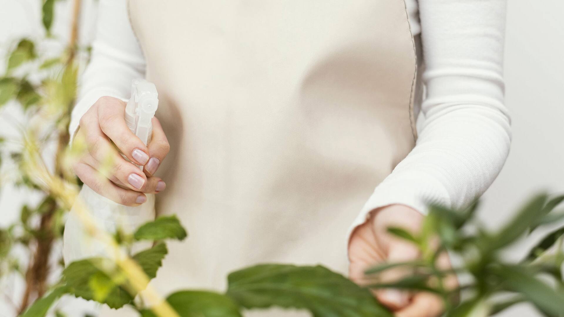 Pulverizar con agua templada, una de las recomendaciones para mantener la humedad de las plantas de interior.