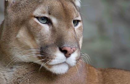 Los pumas perciben la presencia humana desde gran distancia.