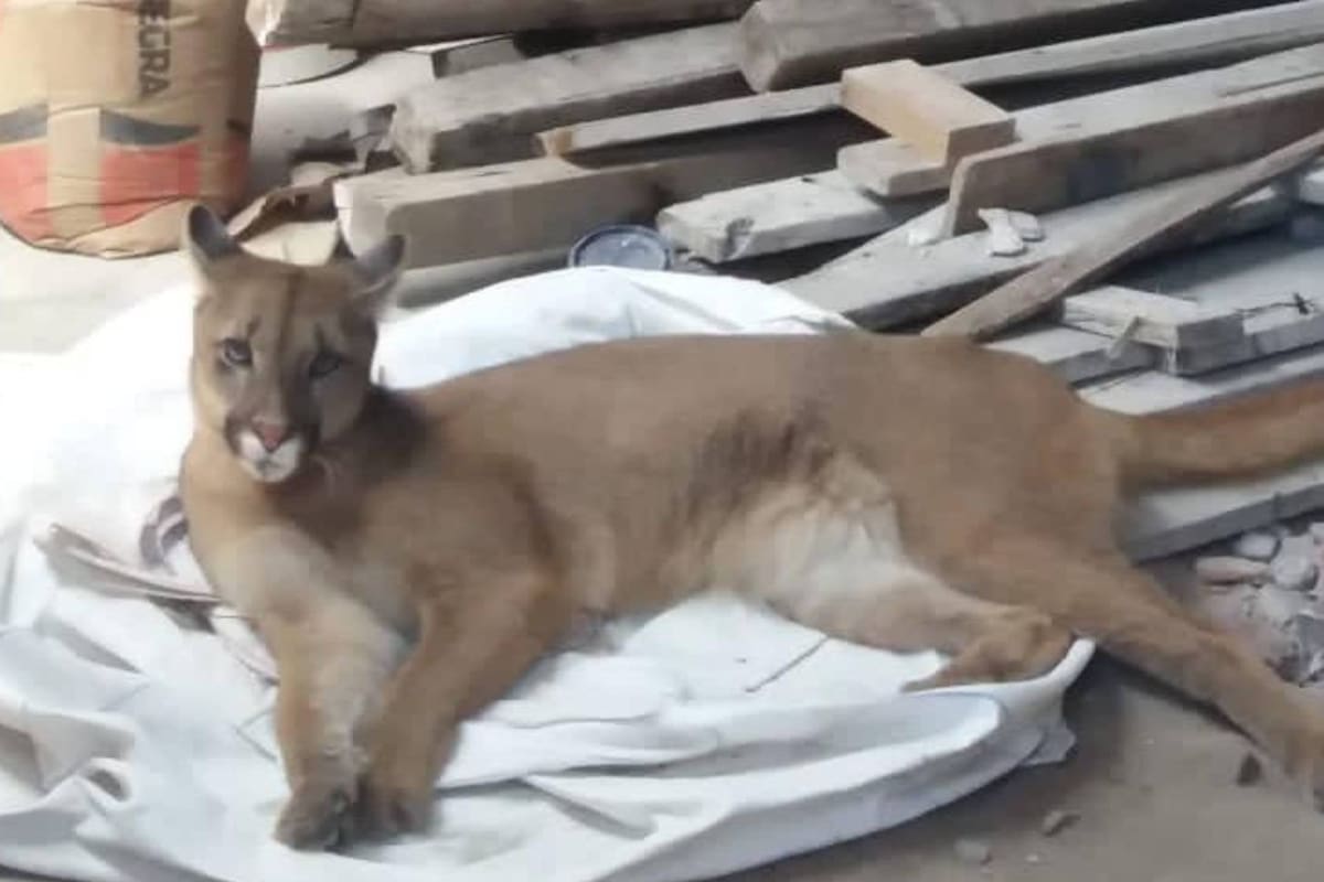 Puma rescatada