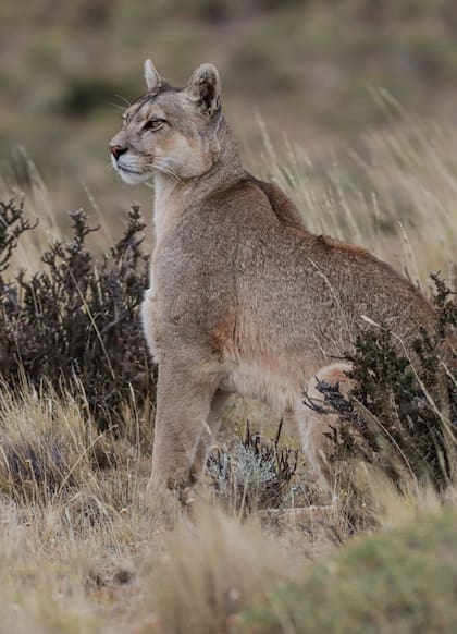 Puma al acecho.