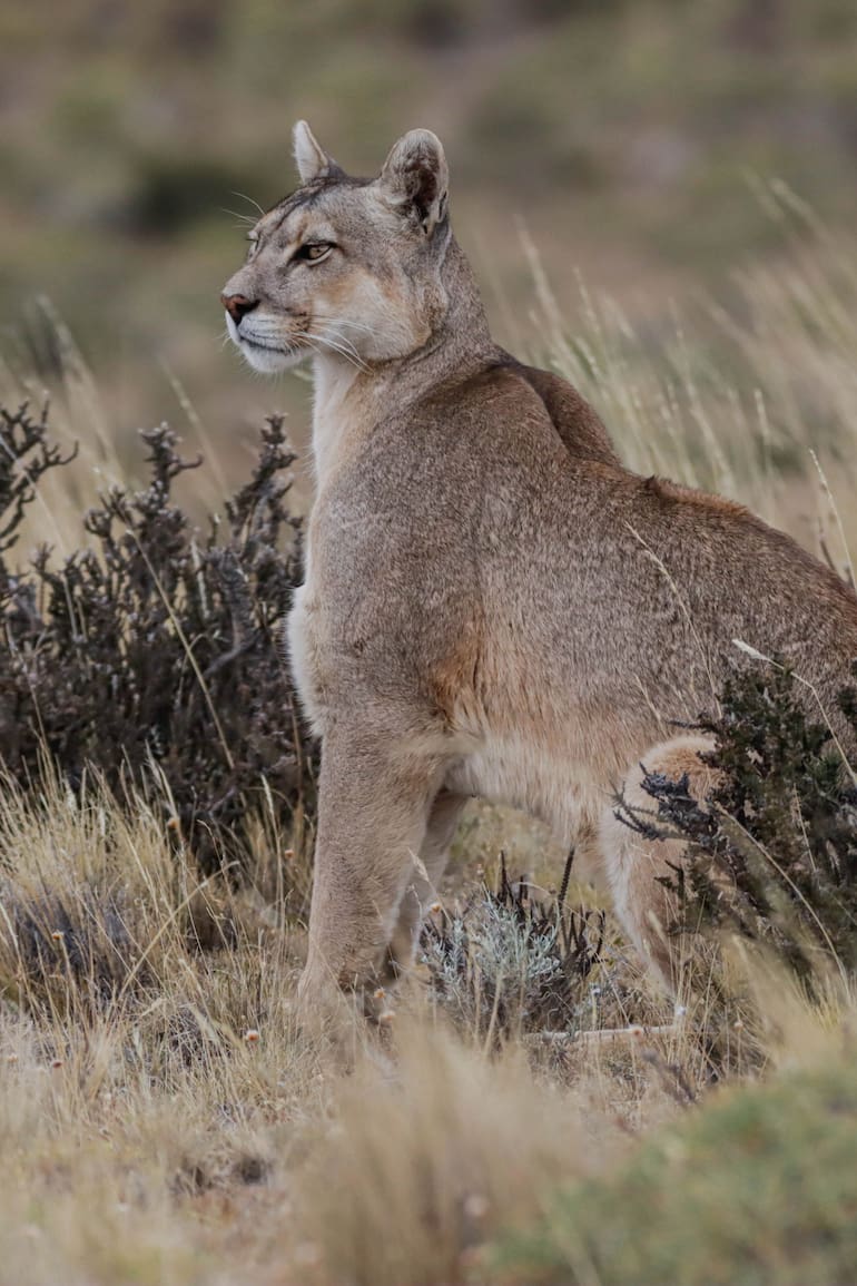 Puma al acecho.
