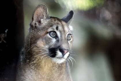 Puma rescatado de mascotismo en el barrio de Mataderos, en 2019. Actualmente, se encuentra en el Ecoparque Buenos Aires.