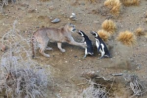 pumas comen pingüinos