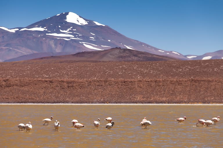Puna San Juan