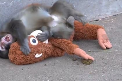 Punch con su mamá orangután